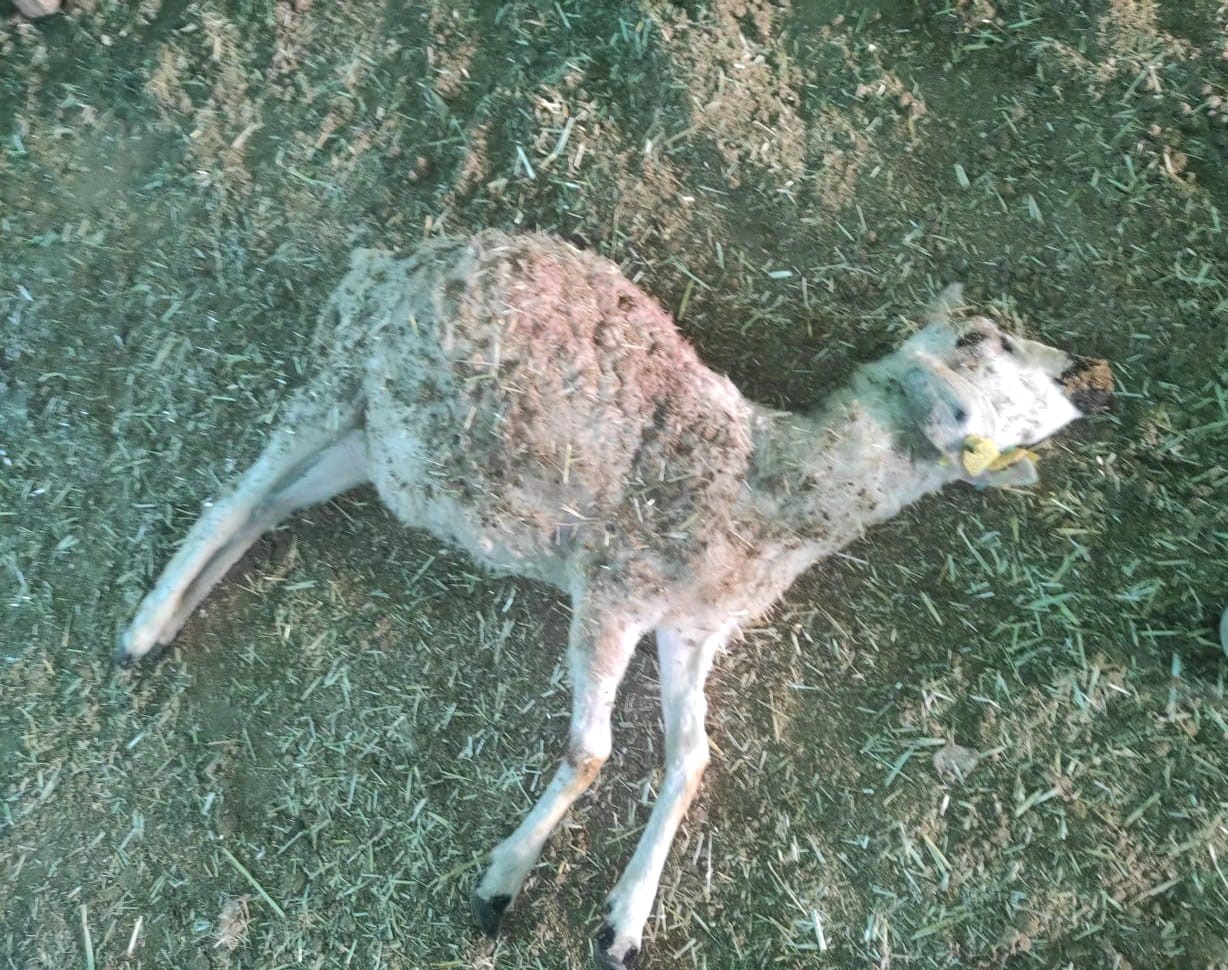 Tunceli’de ağıla giren kurt 26 koyunu telef etti