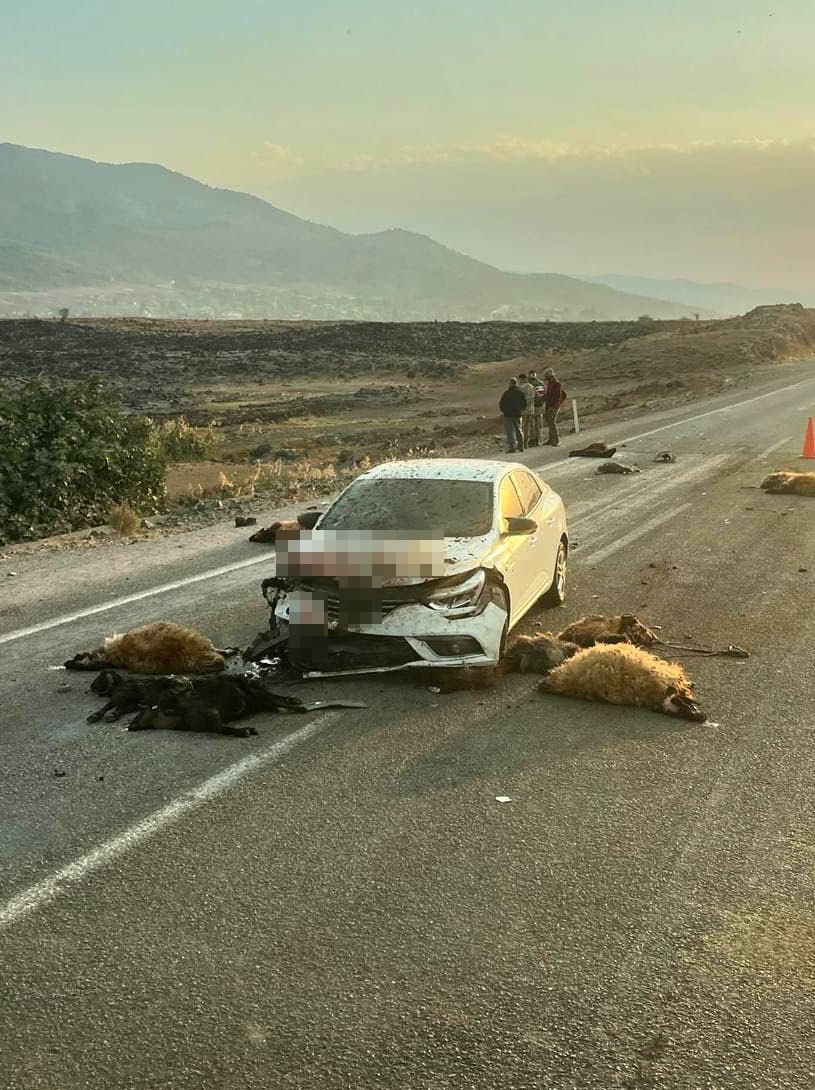 Küçükbaş hayvan sürüsünün arasında otomobil daldı: 17 hayvan telef oldu
