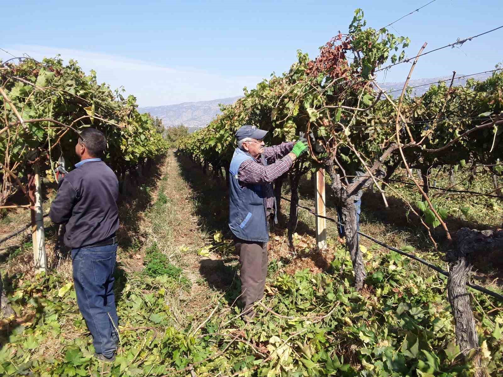 Manisa’nın bağlarında hasat devam ederken budama çalışmaları da başladı