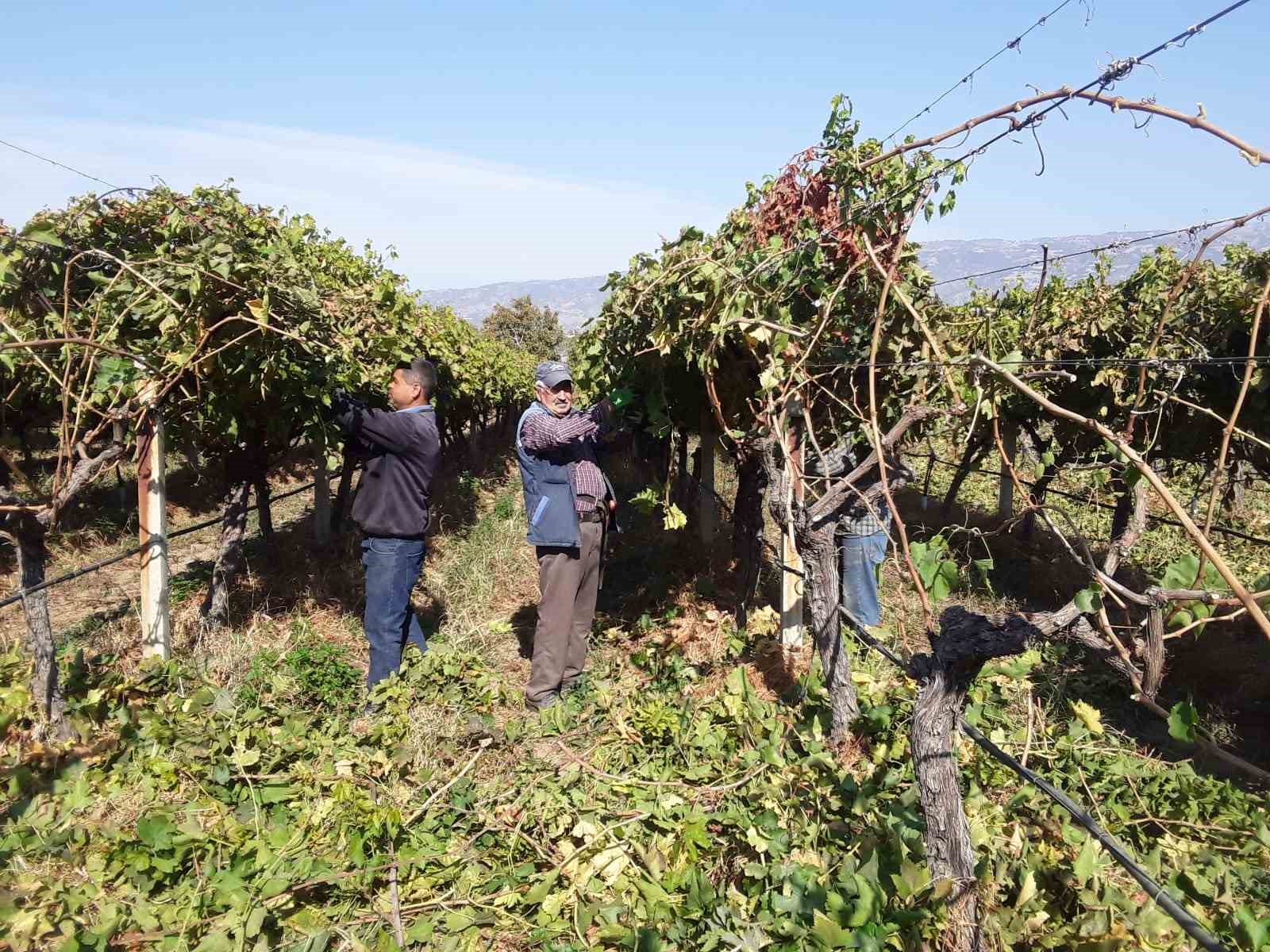 Manisa’nın bağlarında hasat devam ederken budama çalışmaları da başladı
