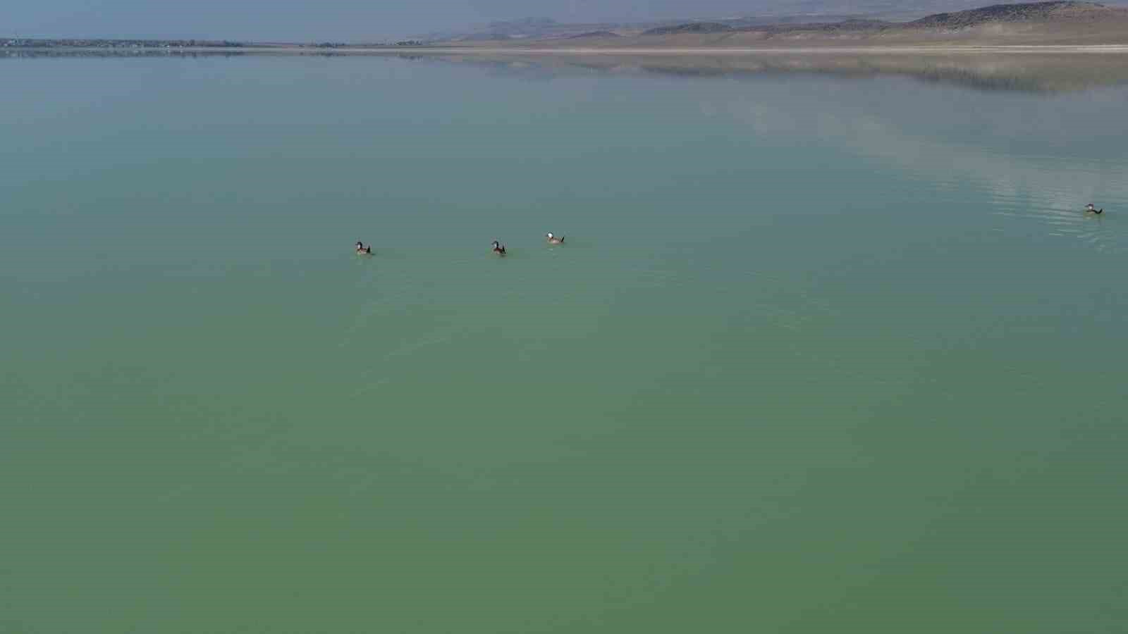 Havalar soğudu Arin G&ouml;l&uuml;&rsquo;n&uuml;n renkli misafirleri yerini &ouml;rdeklere bıraktı
