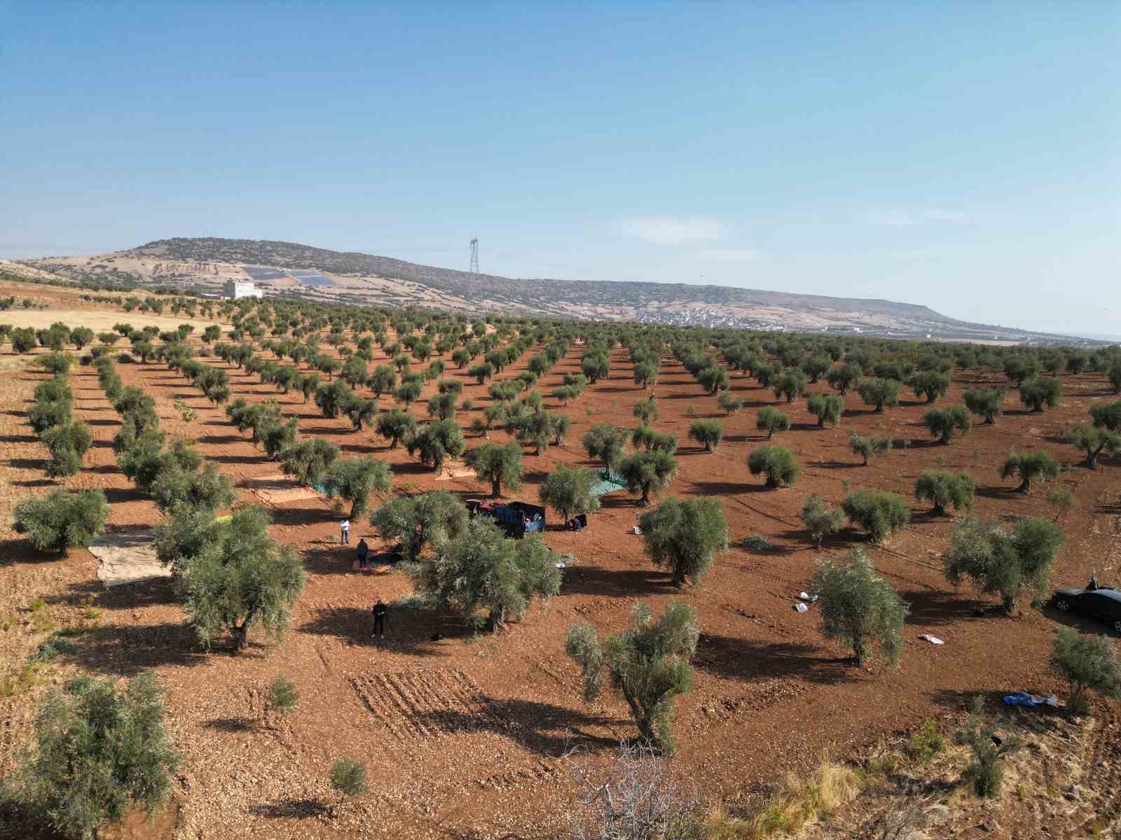 Kilis’te zeytin hasadı başladı
