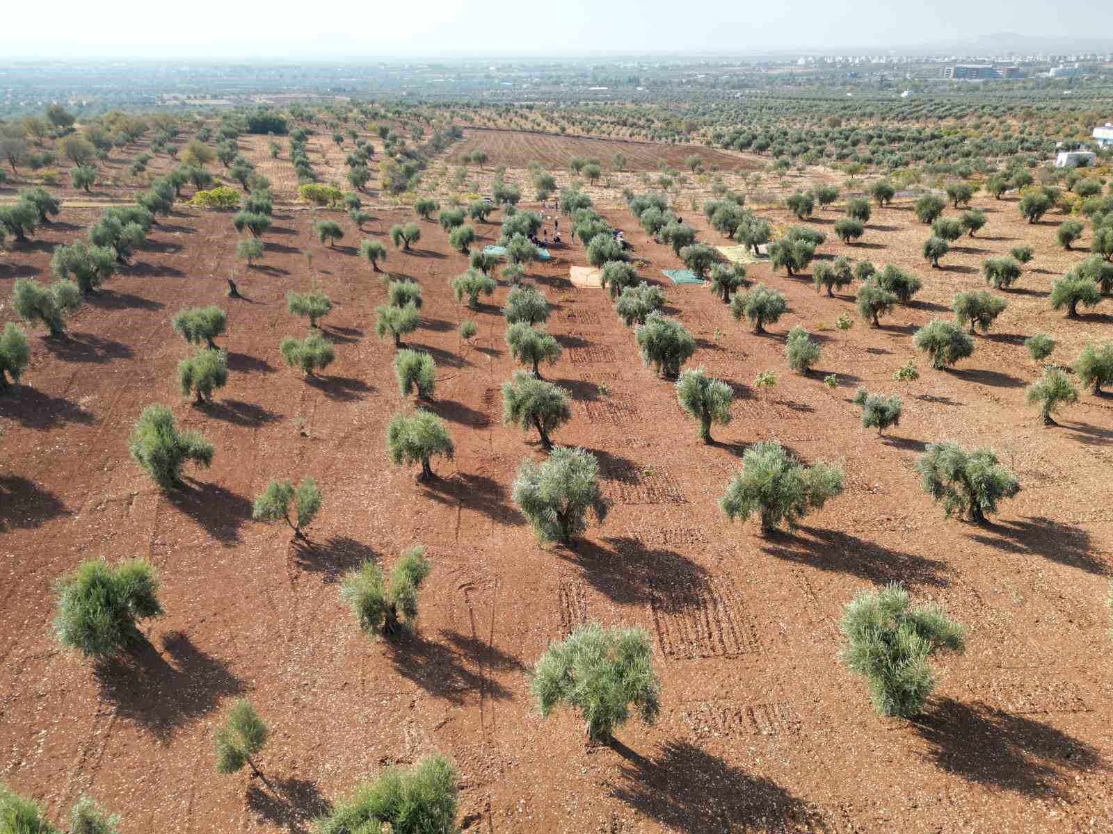 Kilis’te zeytin hasadı başladı