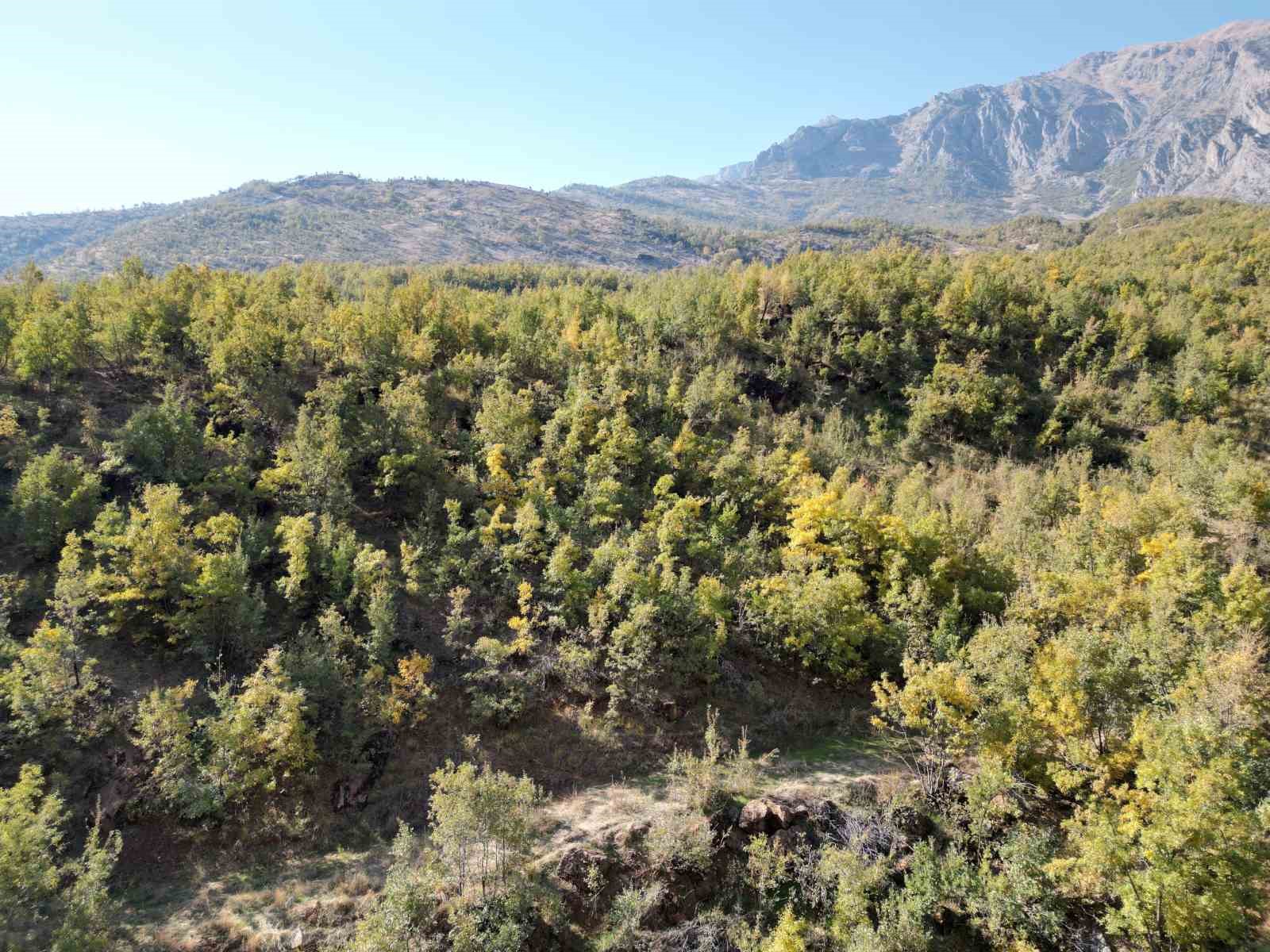 Şırnak’ta meşe ağaçları yaprak dökmeye başladı