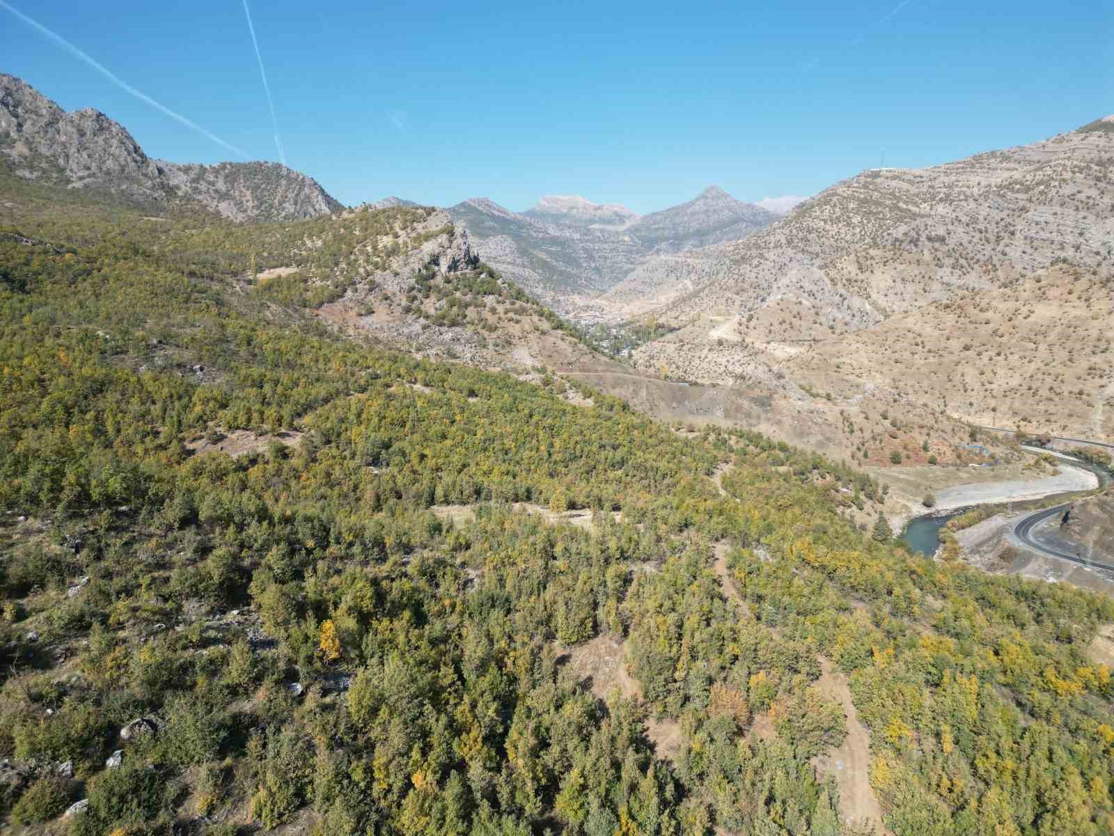 Şırnak’ta meşe ağaçları yaprak dökmeye başladı
