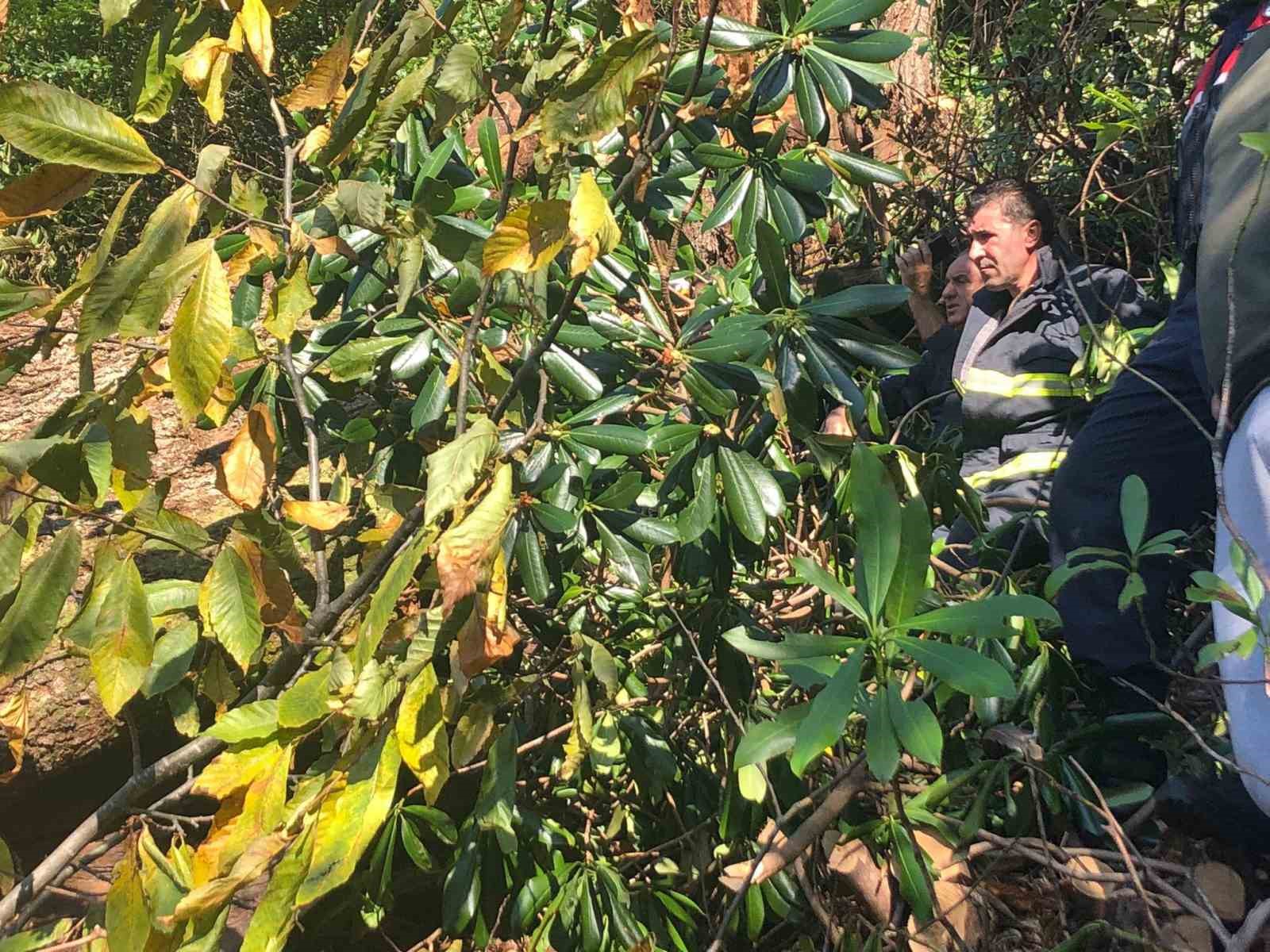 Artvin’de kestiği ağaç üzerine devrilen adam hayatını kaybetti
