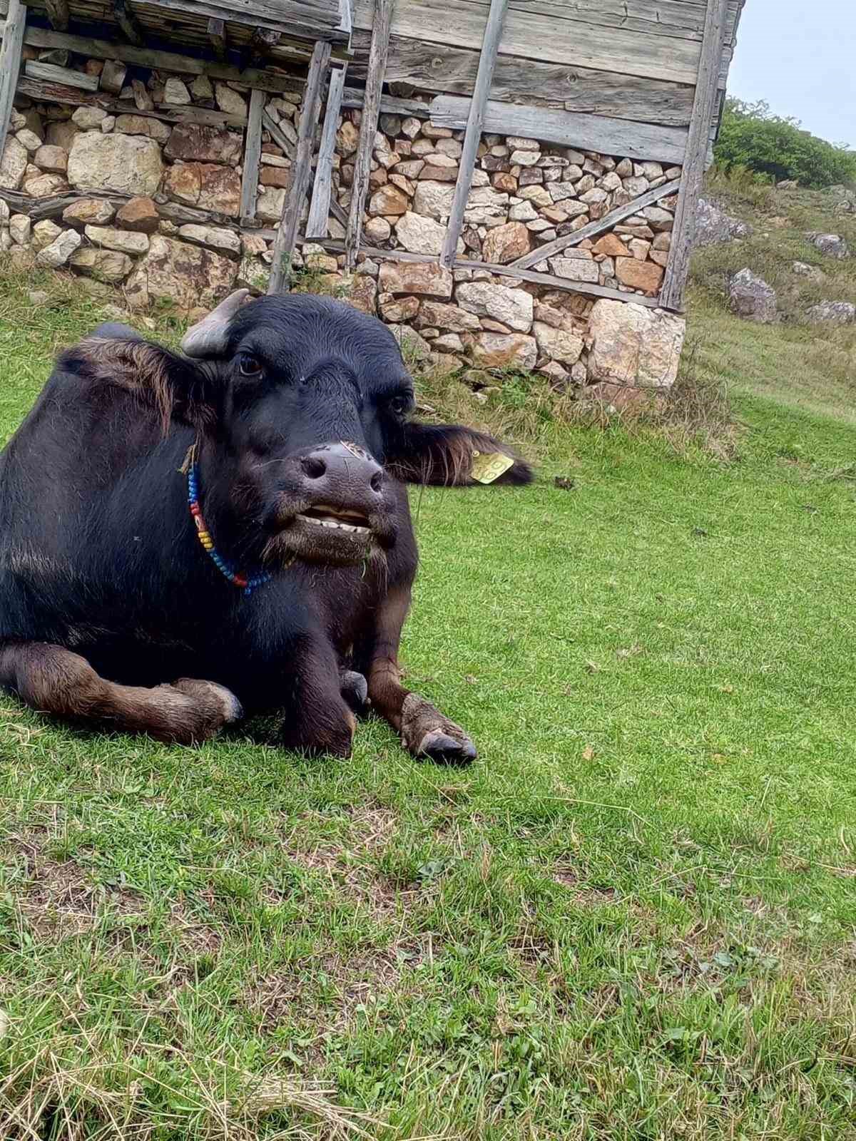 Giresun’a manda yetiştiriciliği kazandırmaya devam ediyor
