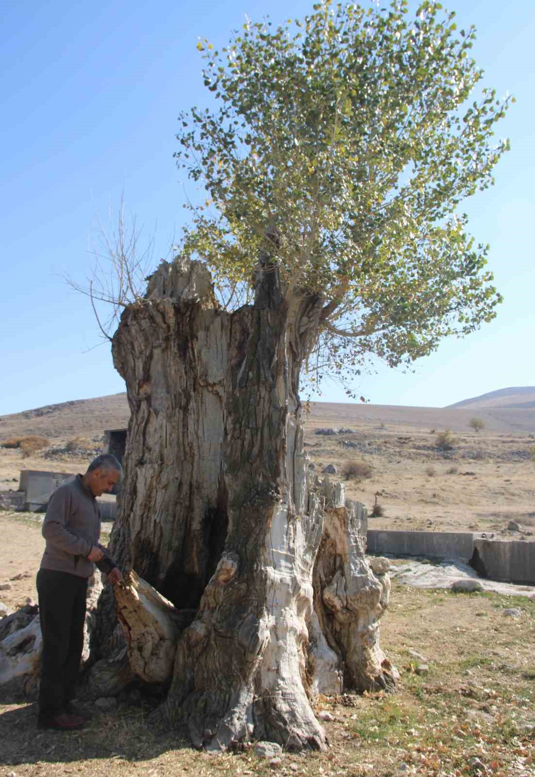 Asırlık Andon Kavakları yıllara meydan okuyor
