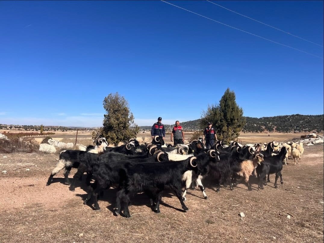 Kayıp hayvanlar jandarma tarafından 4 kilometre uzakta bulundu