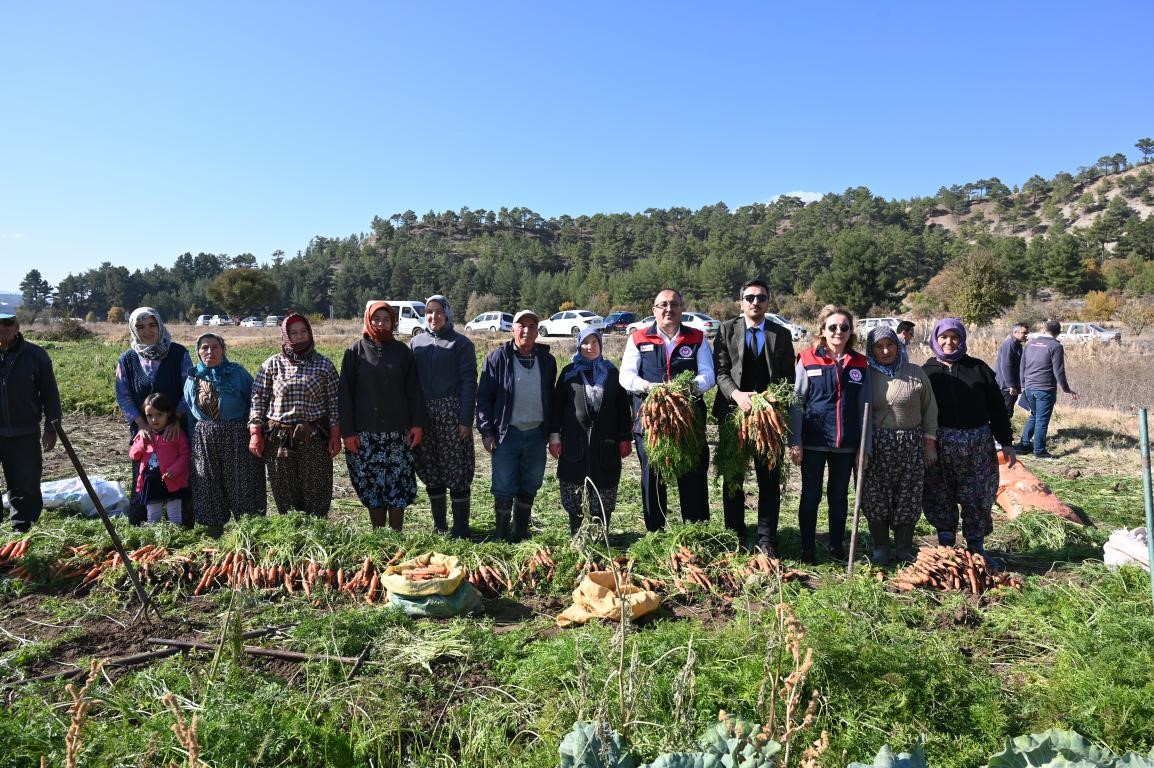 Denizli’de bu yıl 5 bin ton havuç hasat edilecek
