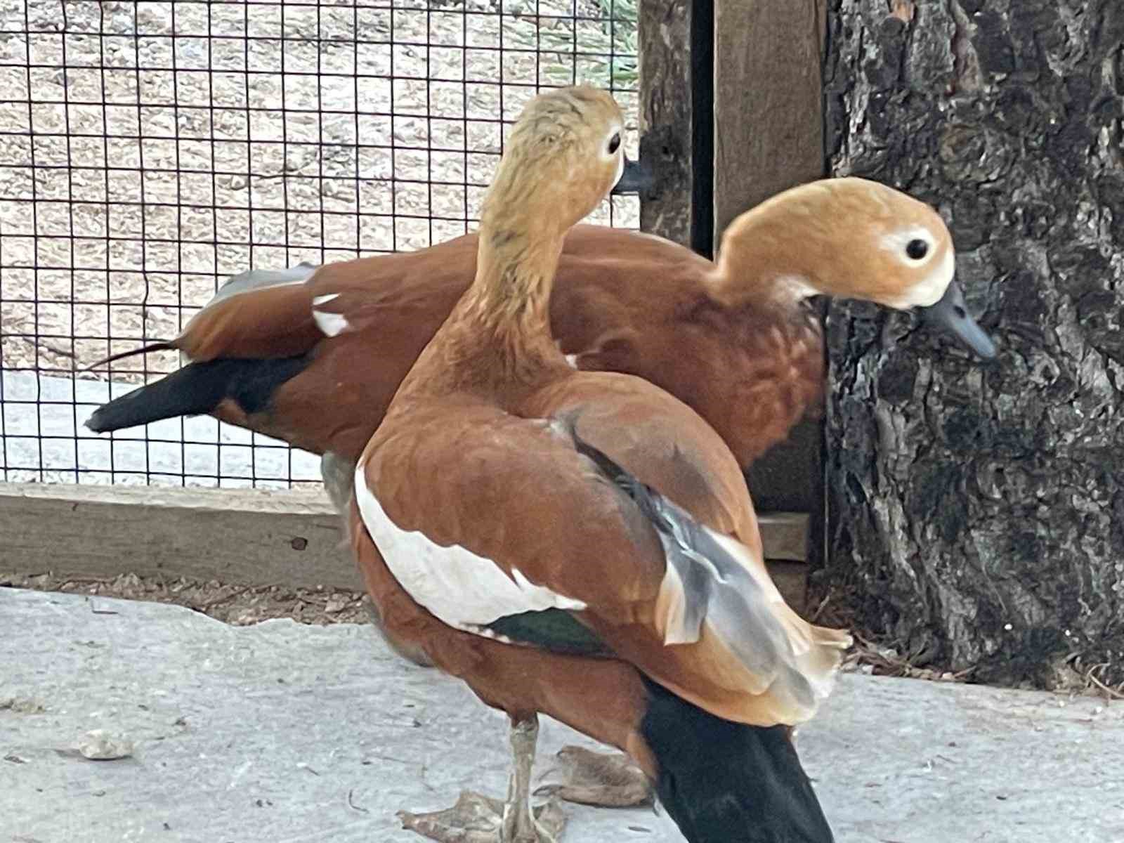 Kırşehir’de ’angut’ besleyen şahıs gözaltına alındı
