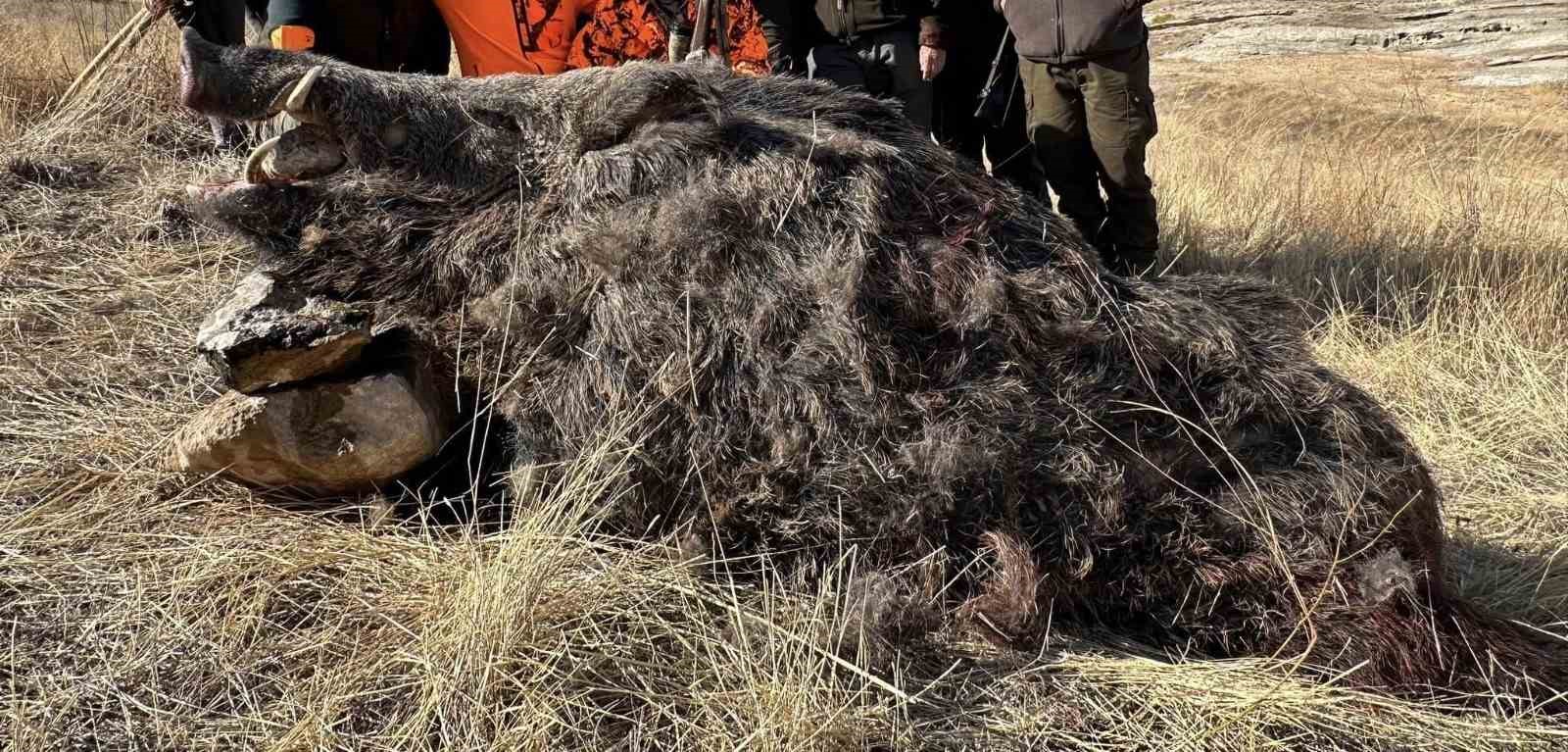 Elazığ’da avcılar 300 kiloluk domuz avladı
