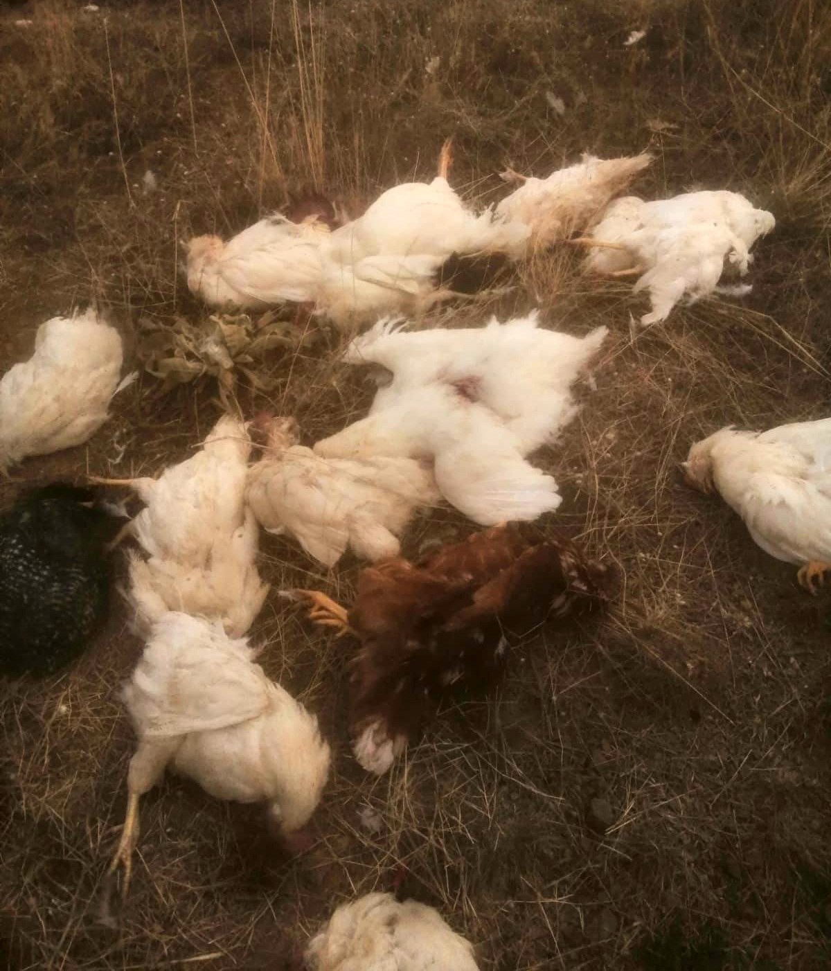 Ankara&rsquo;da başıboş k&ouml;pekler 35 tavuğu telef etti
