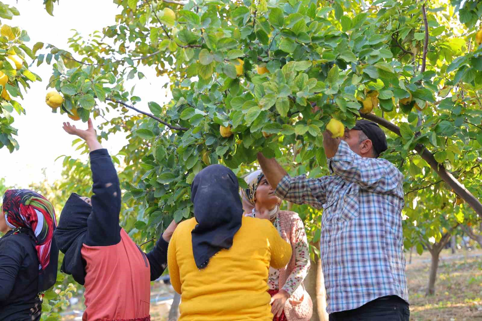 Kahramanmaraş’ta ayva hasadı
