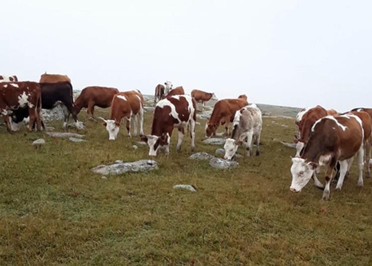 Ardahan’da kaybolan hayvanları Jandarma buldu