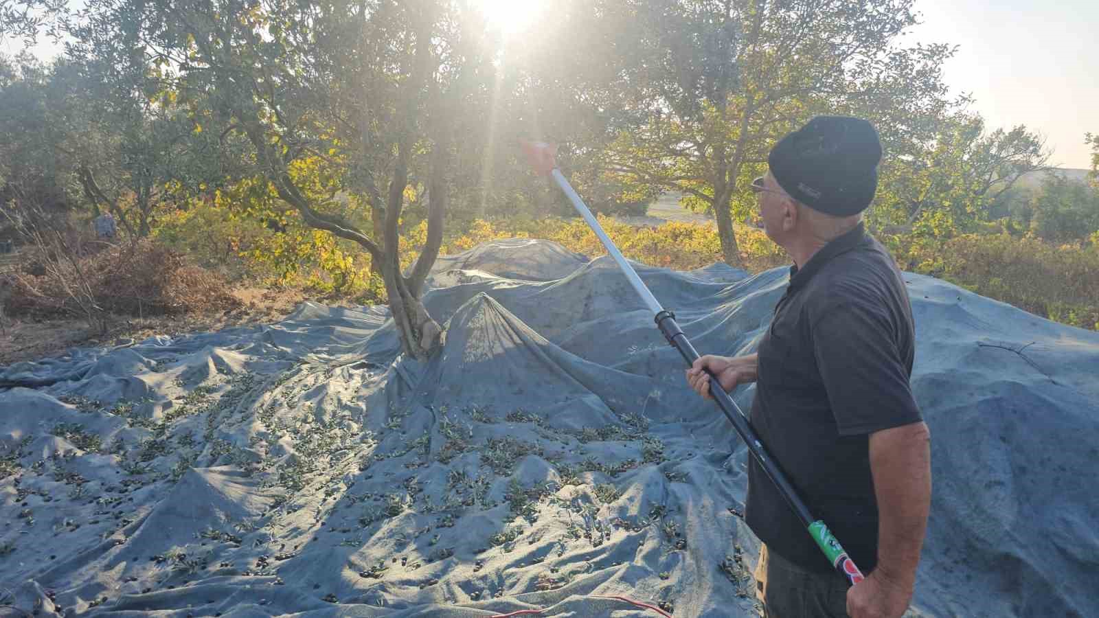 Güney Marmara’da zeytin hasadı başladı
