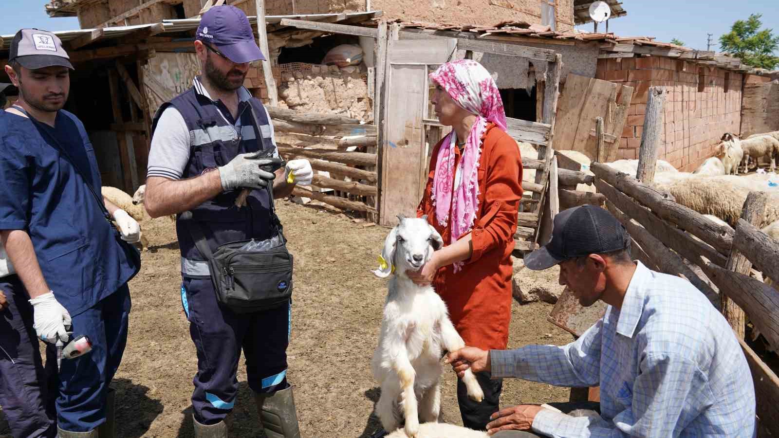 Aşısı olmayan riskli hayvana sahip çiftçilere uyarı: "Destek alamayacaklar"