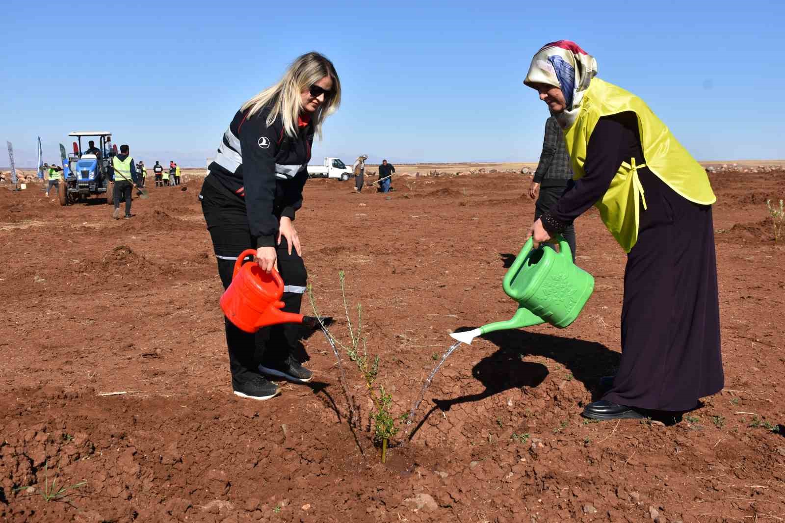 Siverek’te 12 bin meyve fidanı toprakla buluştu