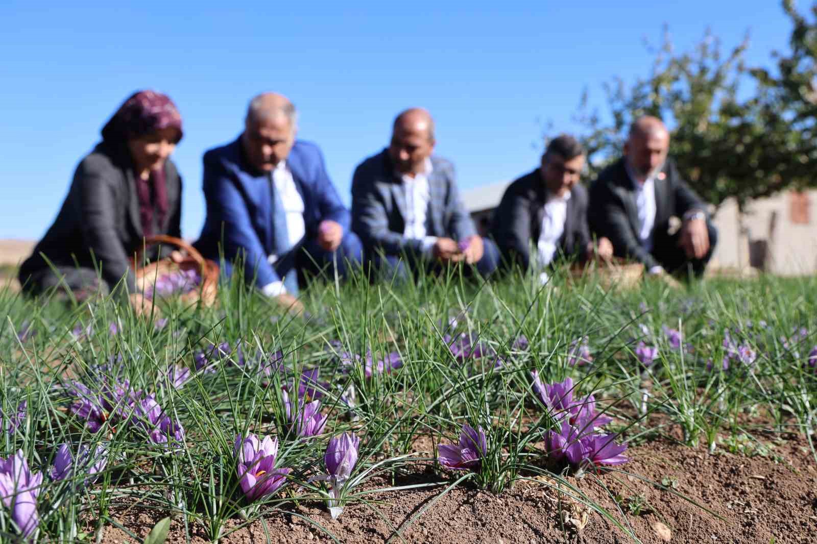 Elazığ’da safran bitkisi hasadı başladı