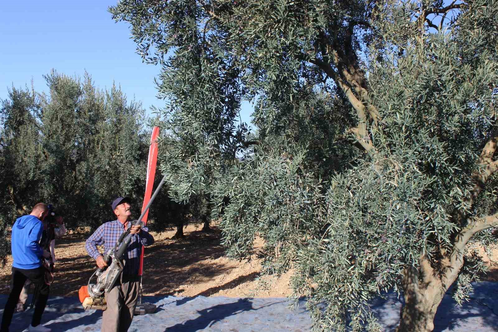 Bilecik’te zeytin hasadı mesaisi başladı
