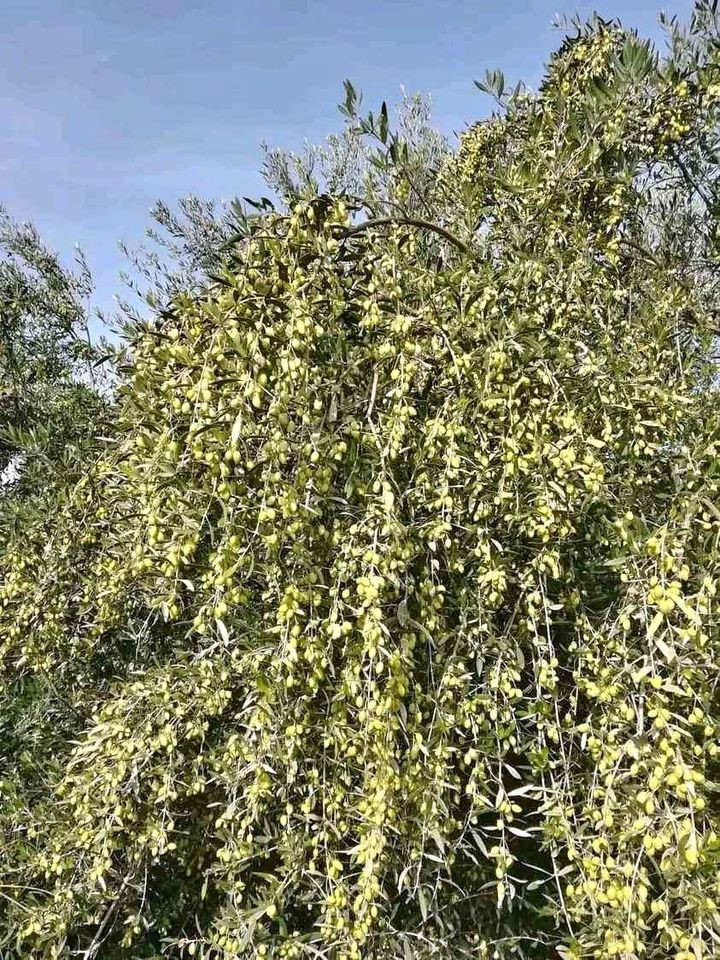 Denizli Milletvekili Ün zeytin üreticisinin sorunlarına dikkat çekti
