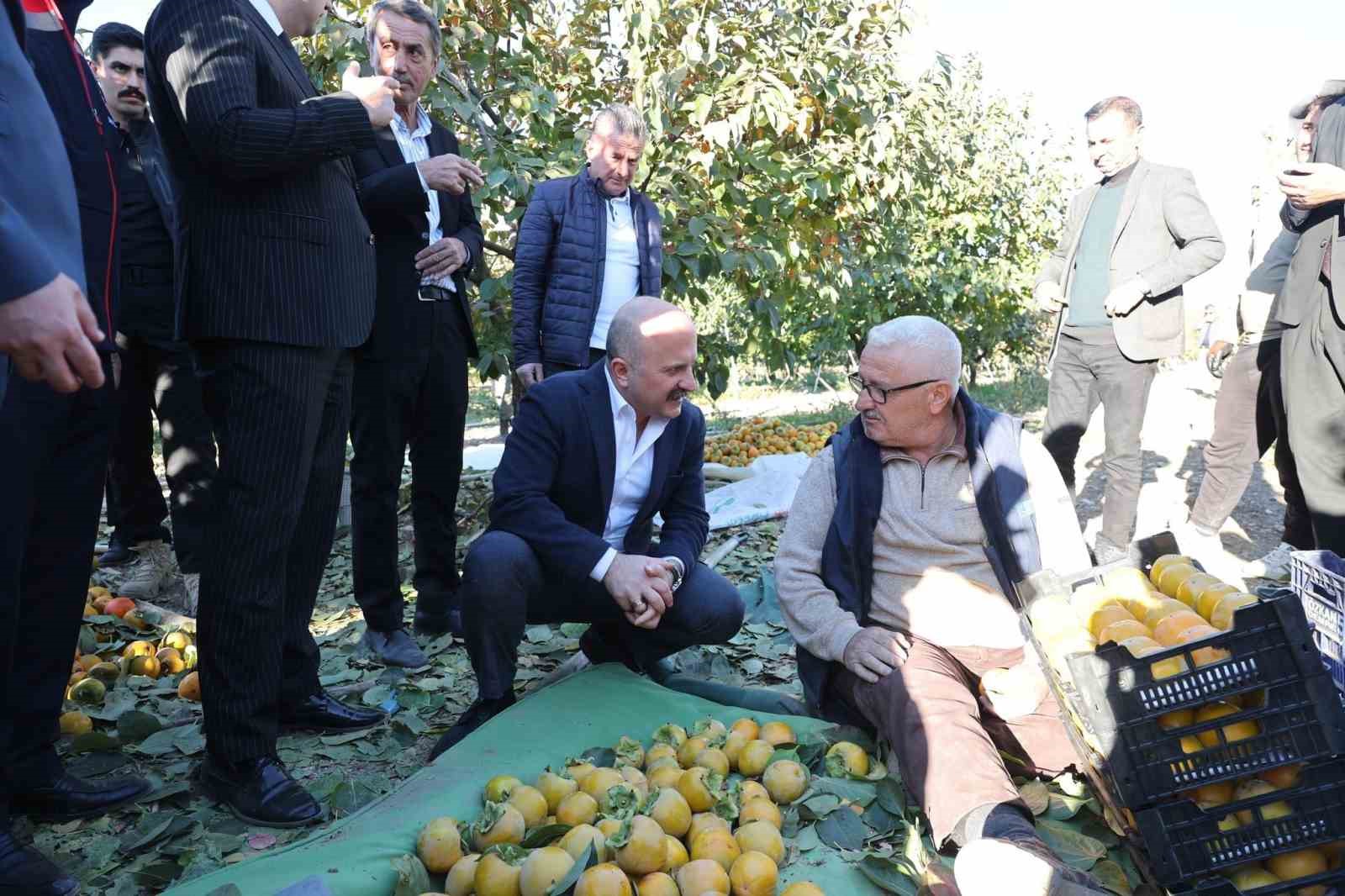 Trabzon hurmasının hasadı başladı
