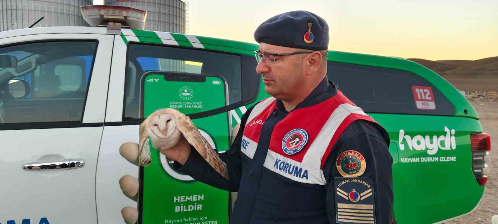 Doğada bulunan peçeli baykuşun tedavisi yapılacak