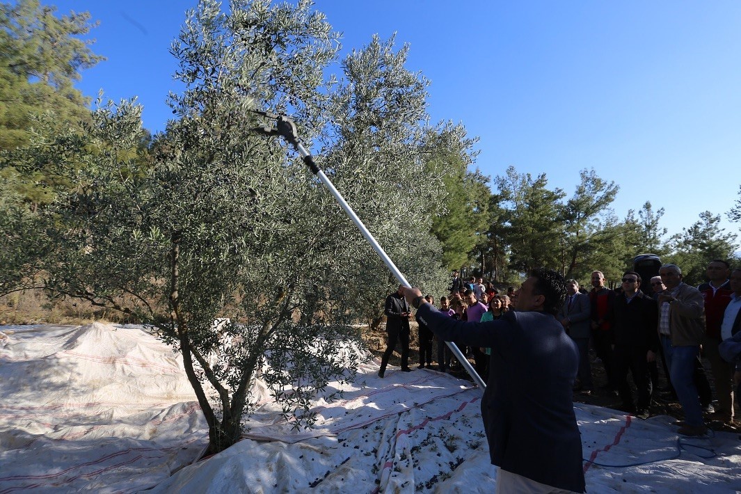 Kavaklıdere’de zeytin hasat sezonu Hillerima Antik Kenti’nde dualarla başladı
