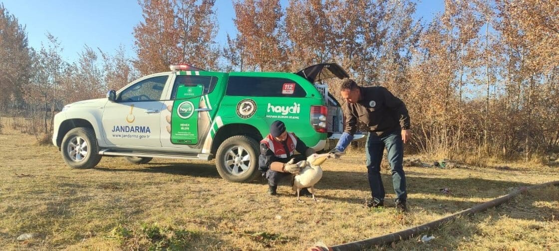 Tedavisi yapılan pelikanlar yeniden doğaya salındı
