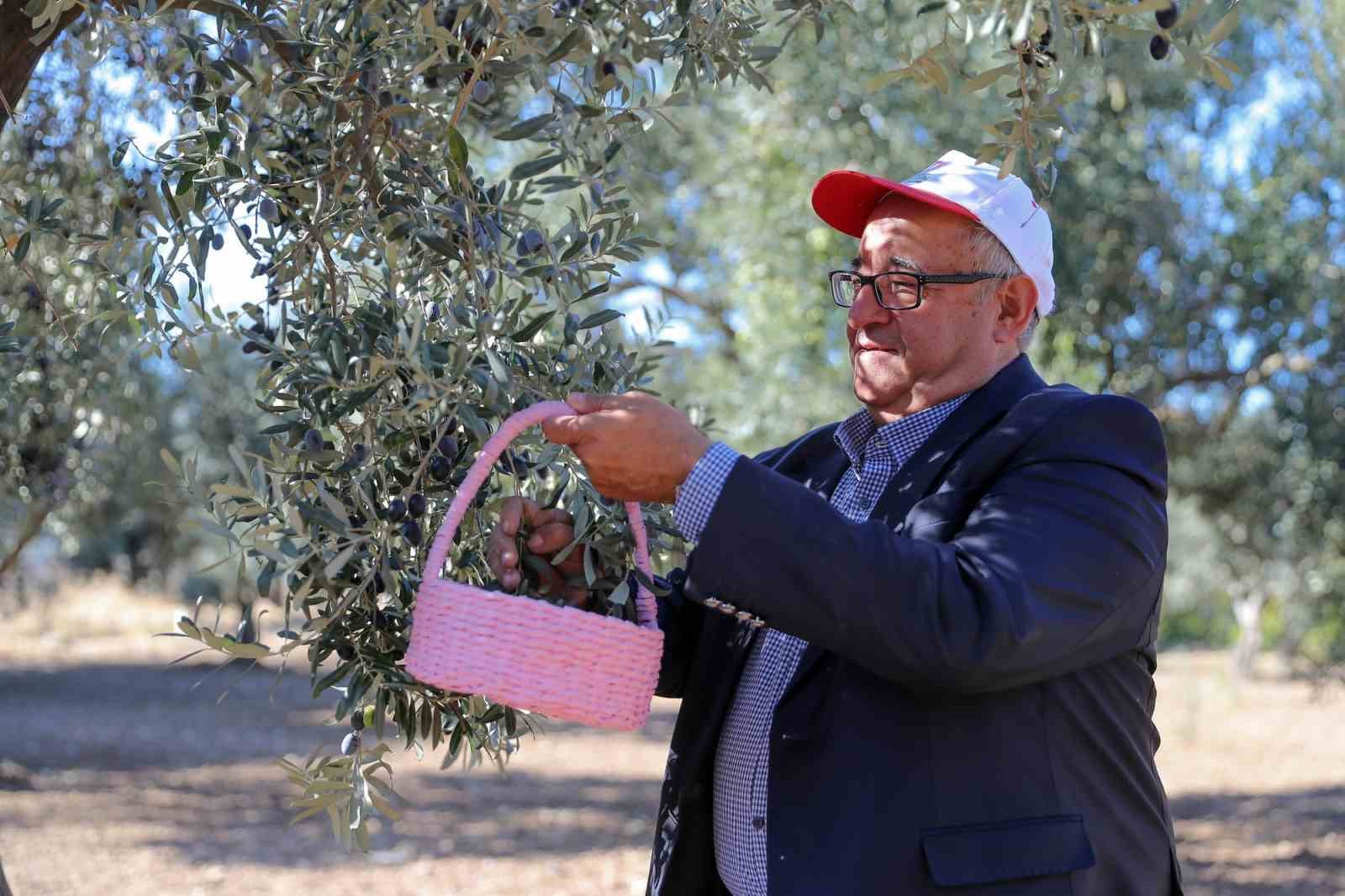 Aliağa’da 3. Zeytin Hasat Şenliği düzenlendi
