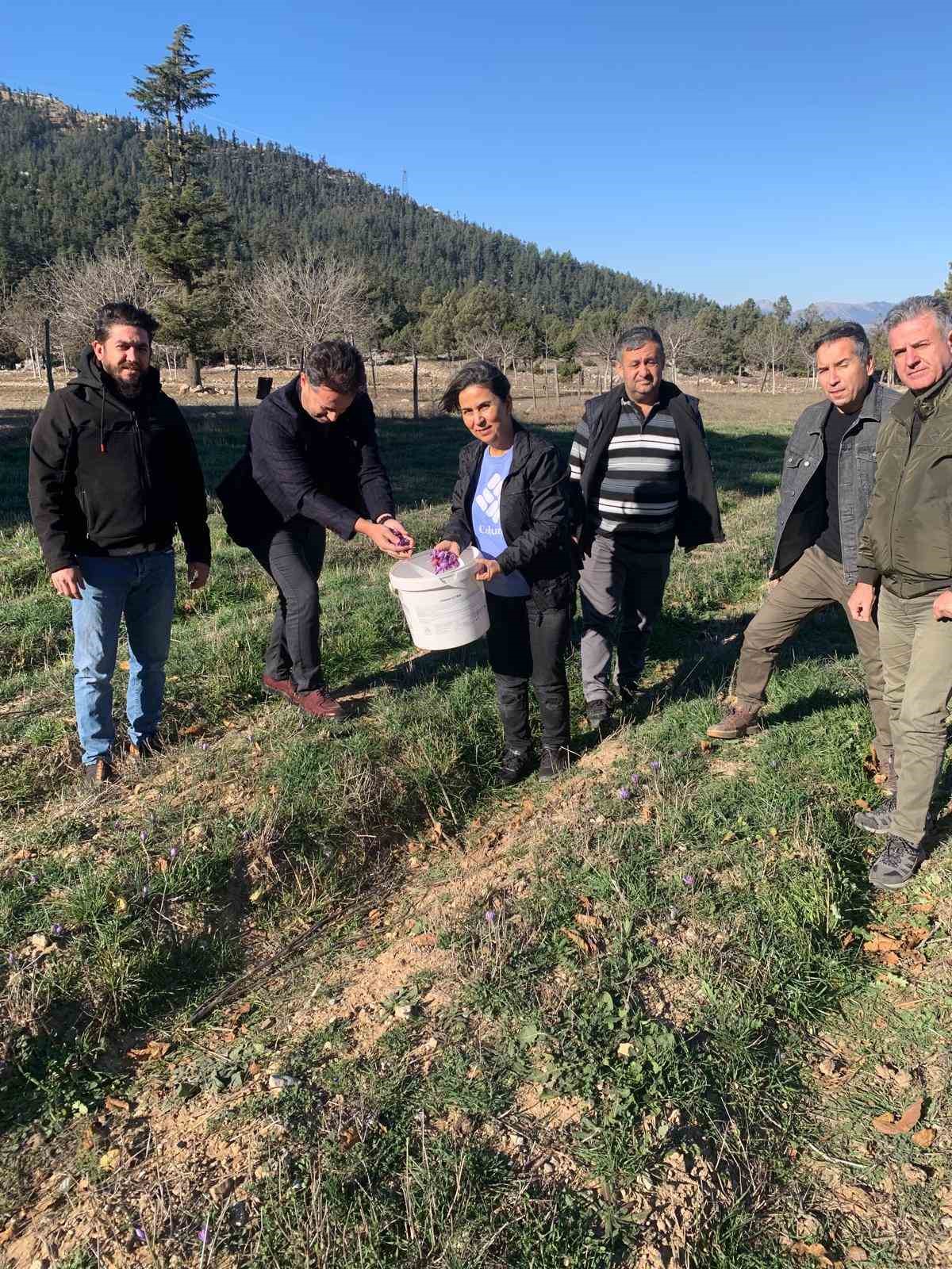 Altın değerindeki safranın hasadı Adana’da yapıldı
