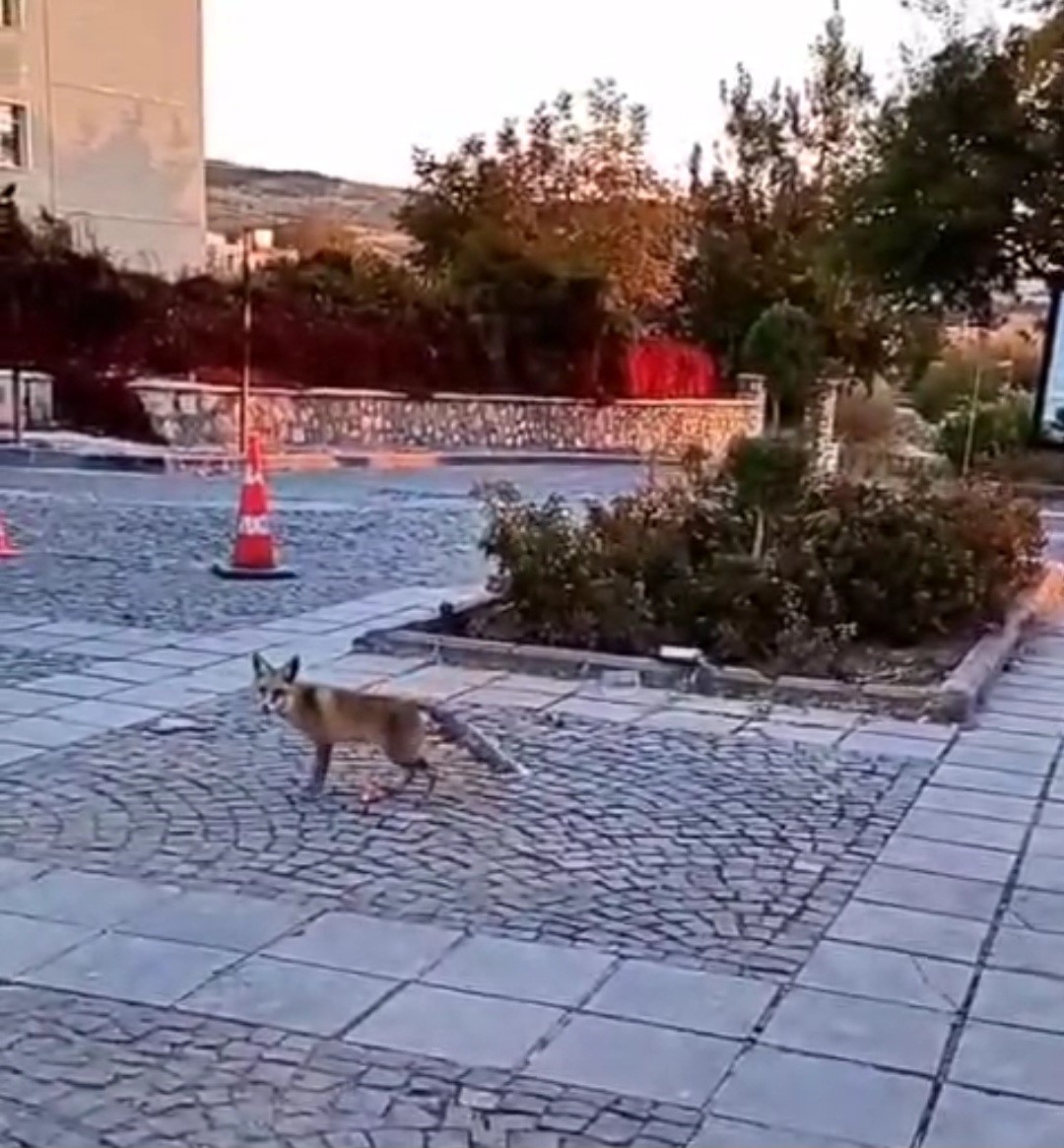 Elazığ’ı tilkiler sardı