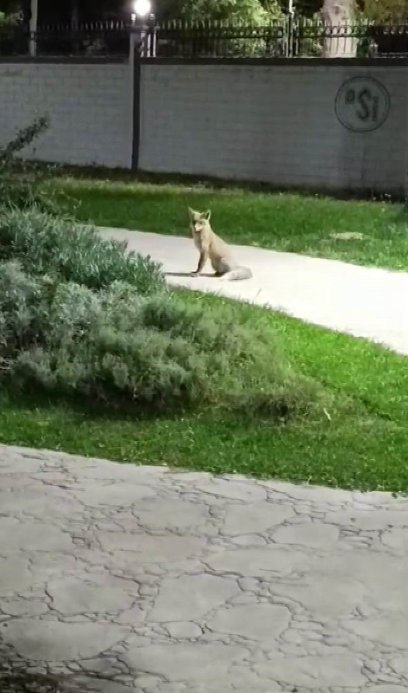 Elazığ’ı tilkiler sardı
