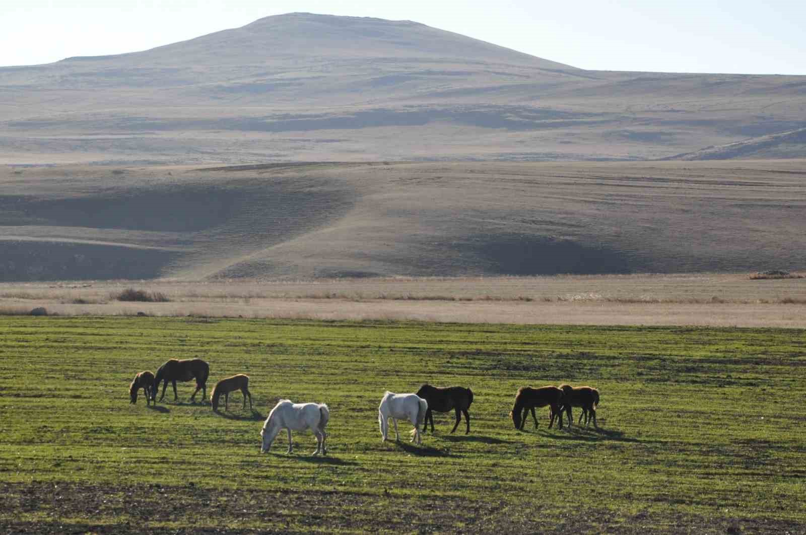 Kars’ta yılkı atları görüntülendi