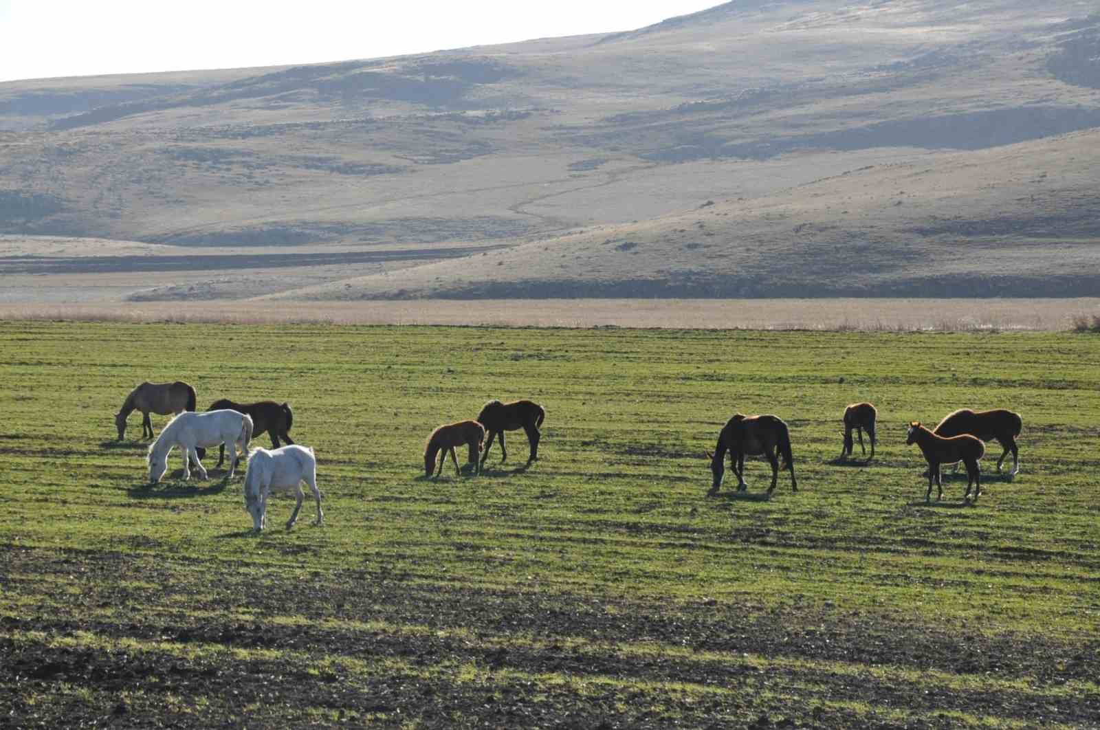 Kars’ta yılkı atları görüntülendi
