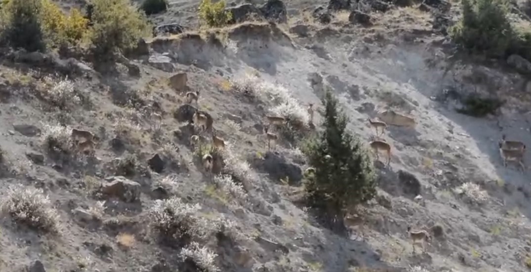 Yaban ke&ccedil;ileri s&uuml;r&uuml; halinde g&ouml;r&uuml;nt&uuml;lendi
