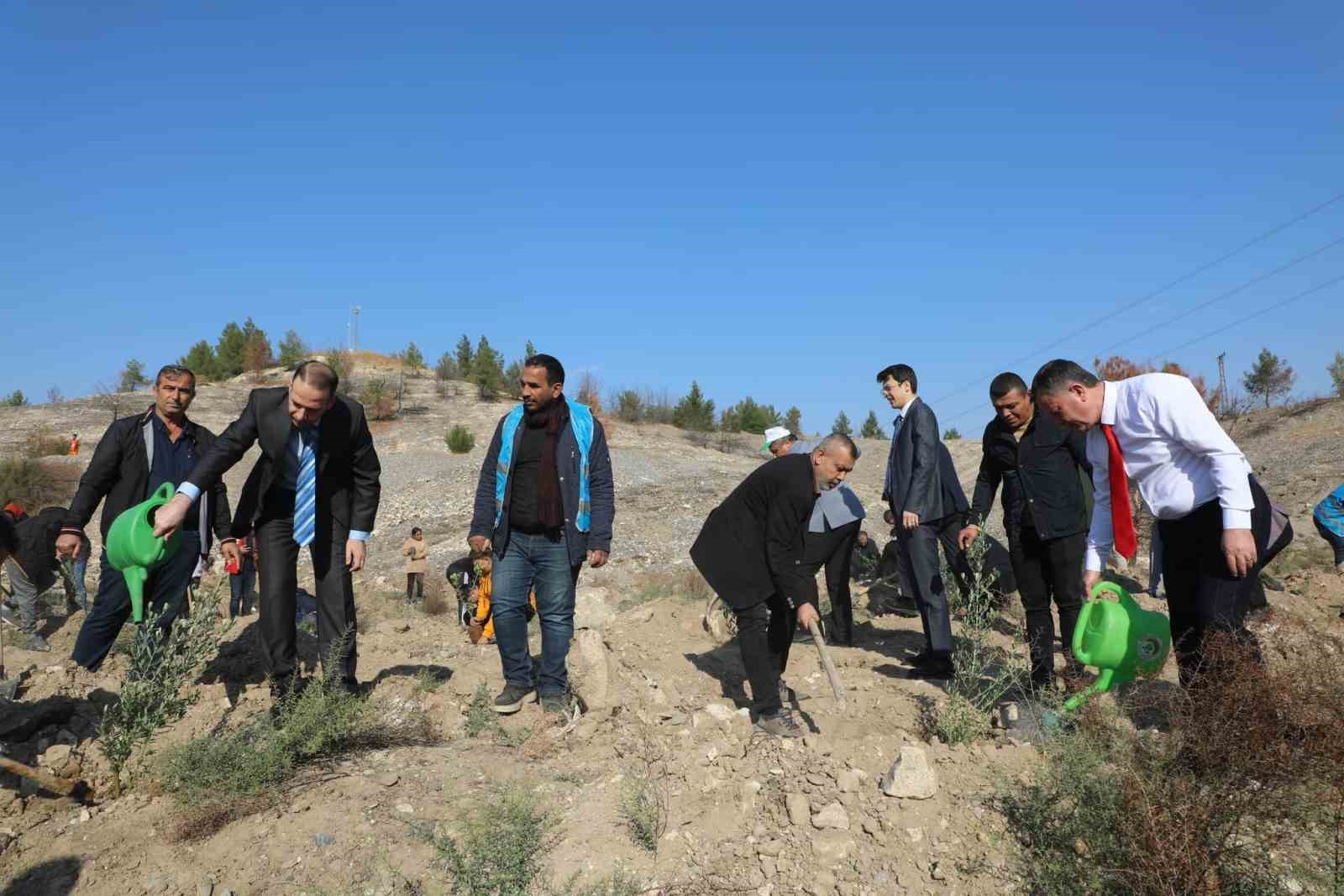 Nizip Belediyesi, bin adet zeytin fidesi dikti
