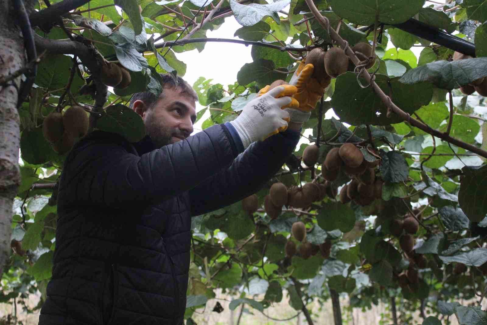 Çarşamba Ovası’nda kivi hasadına başlandı