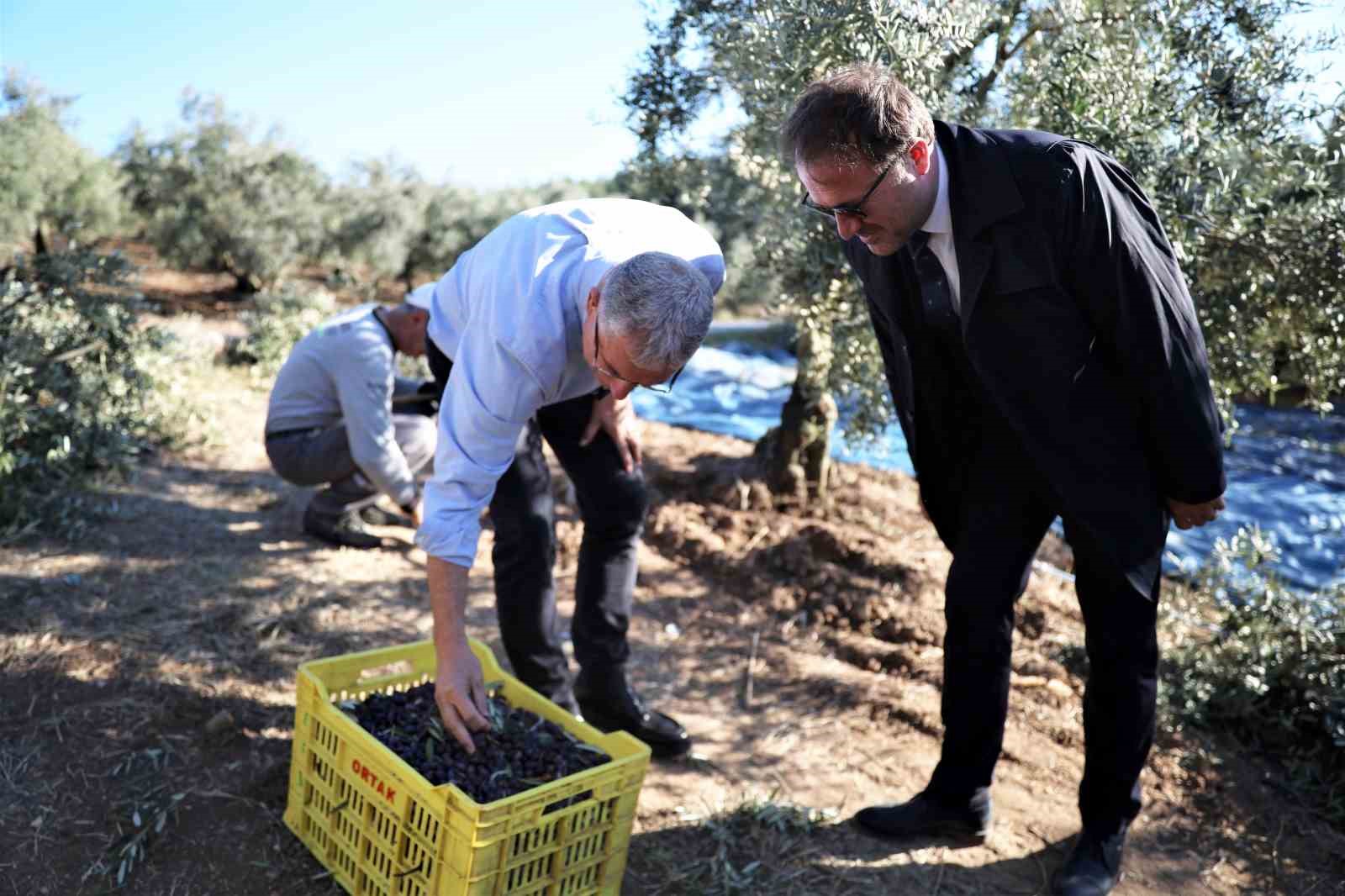 Mudanya Belediyesi zeytin üreticisinin yanında
