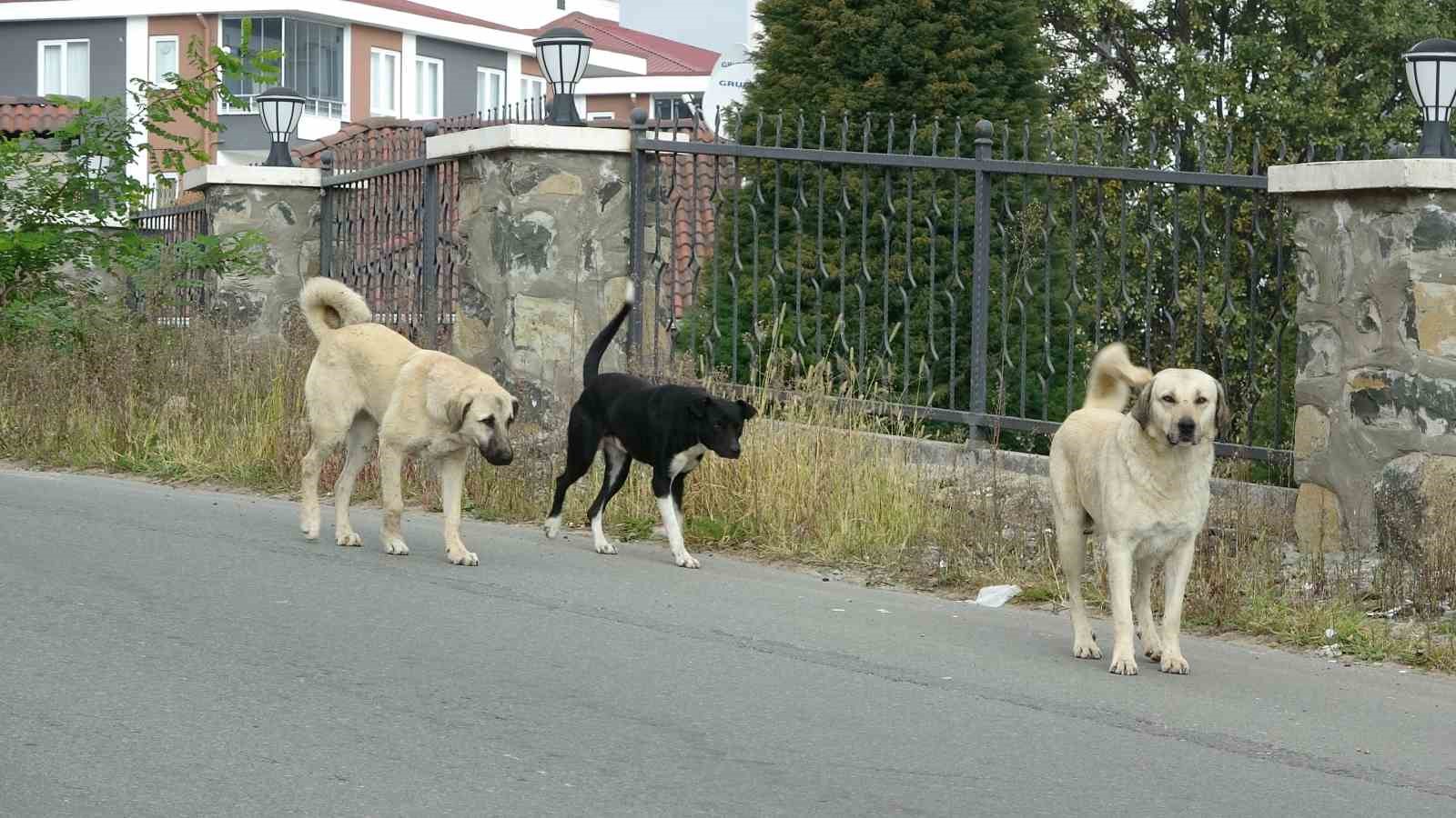 Altınordu’da sokak köpekleri dehşeti: Bir kişi bacaklarından yaralandı