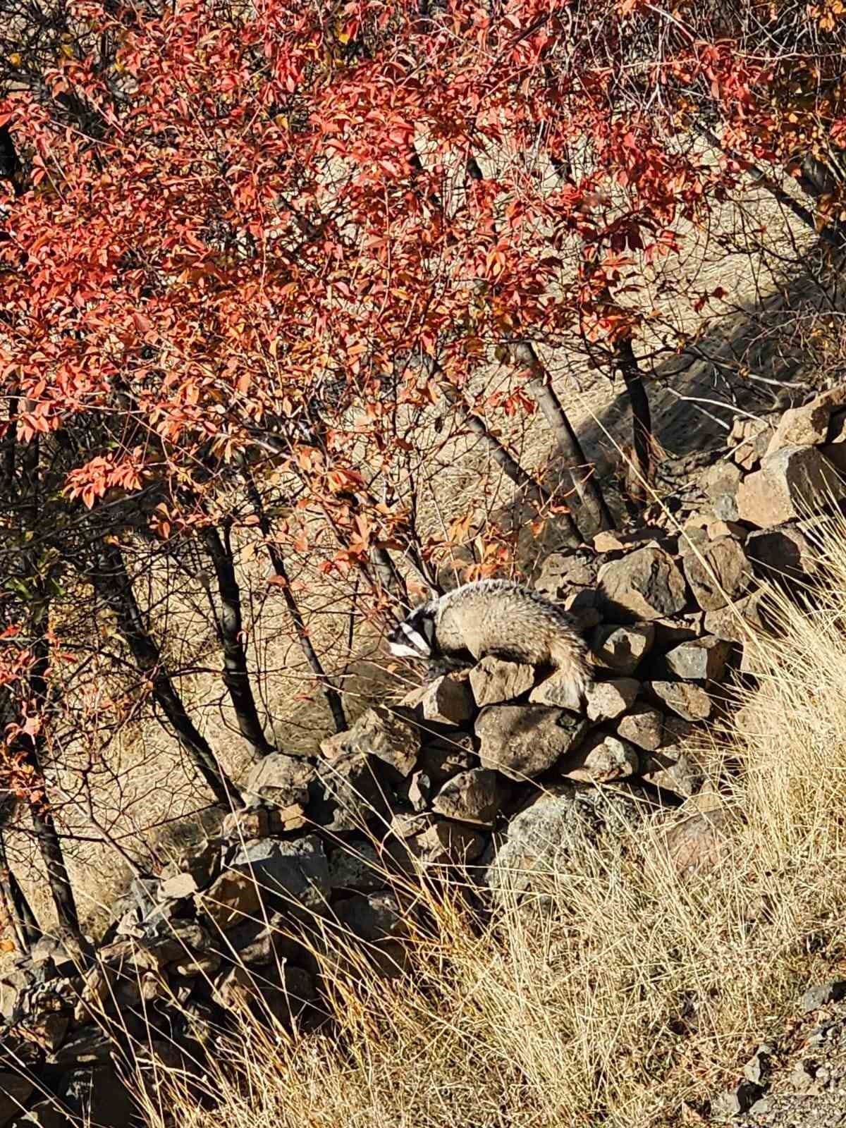 Kırmızı listede bulunan ‘Porsuk’ Elazığ’da görüldü