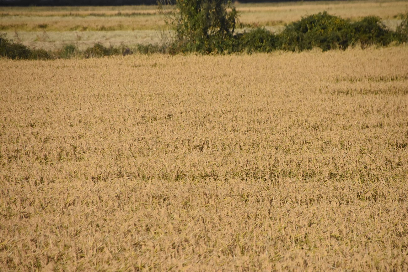 Sinop’ta çeltik hasadı sona erdi
