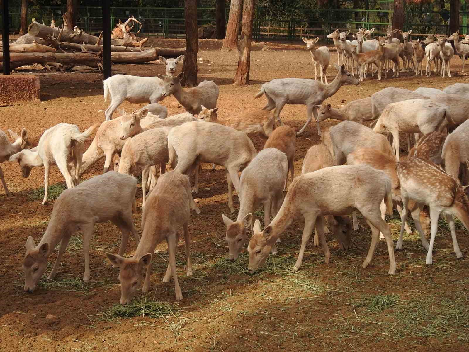 Gaziantep Zoo Parkı’nda bin 100 doğum sevinci yaşandı
