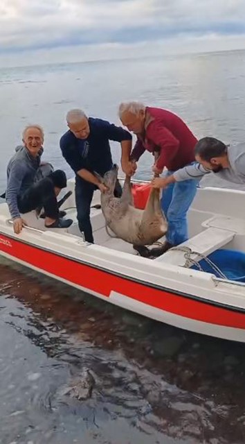 Hopalı balıkçılar bu kez denizden karaca yakaladı
