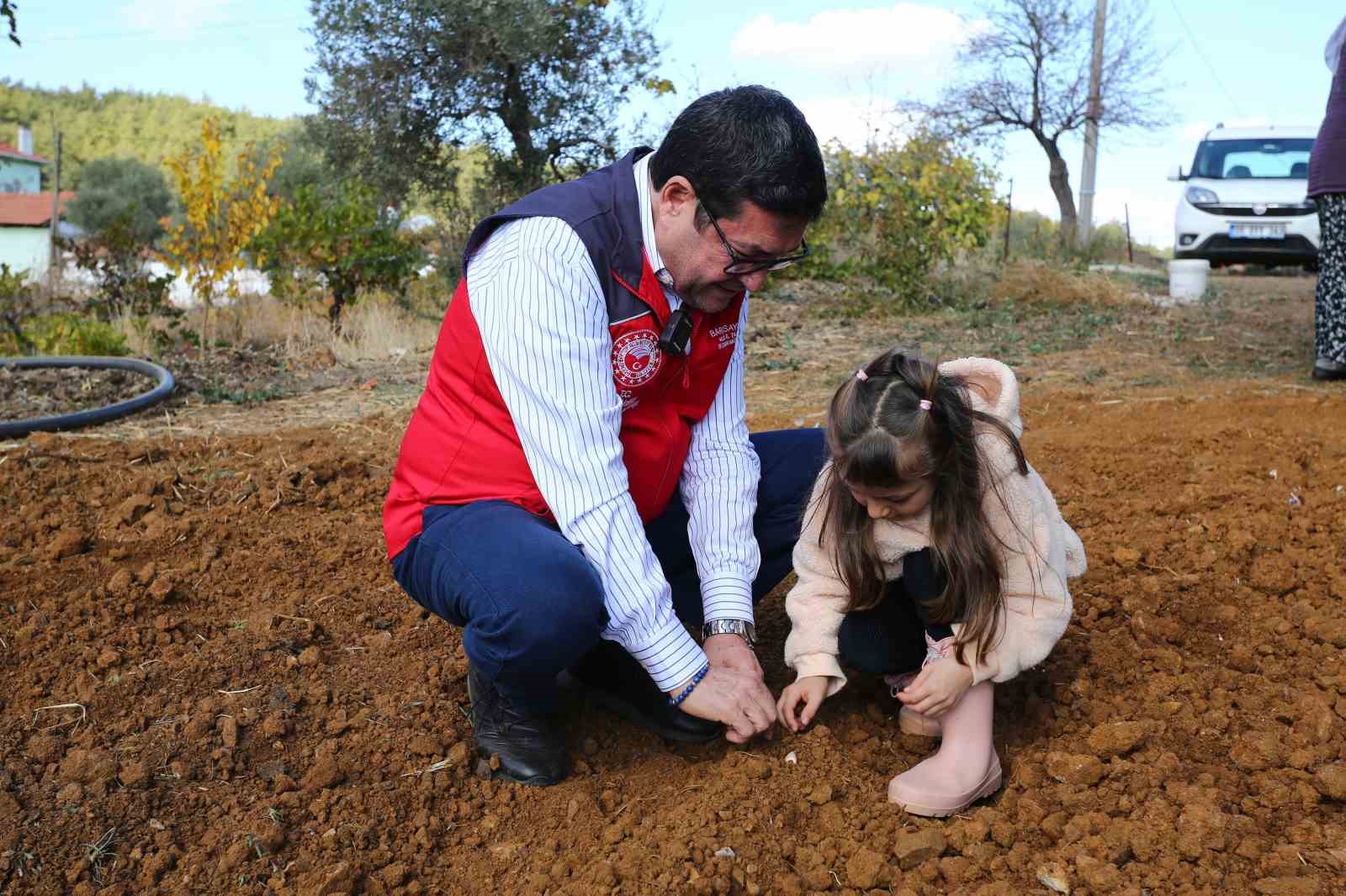 Coğrafi işaretli Ula sarımsağında imece usulü üretim
