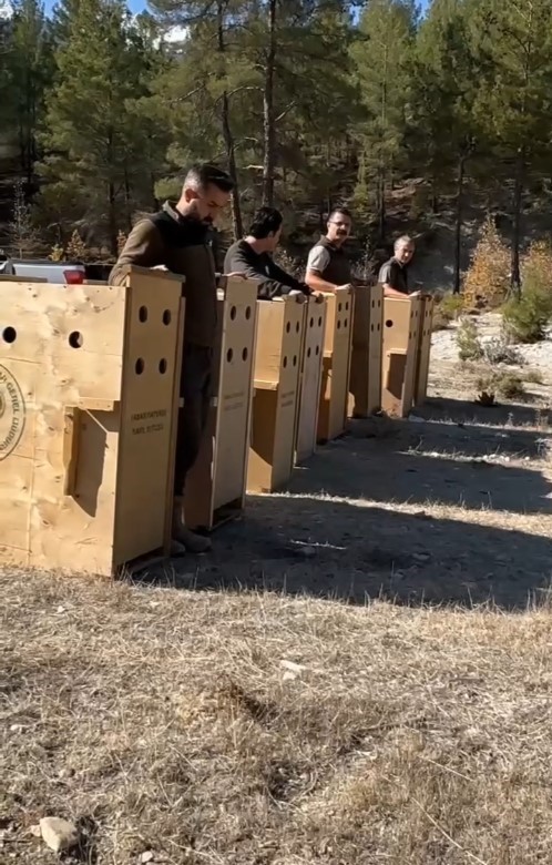 Antalya’da 8 dişi alageyik yeni yaşam alanlarına kavuştu