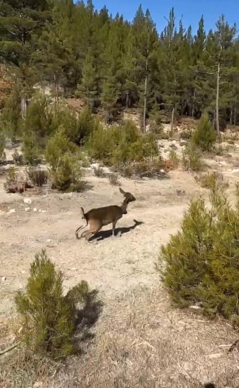 Antalya’da 8 dişi alageyik yeni yaşam alanlarına kavuştu
