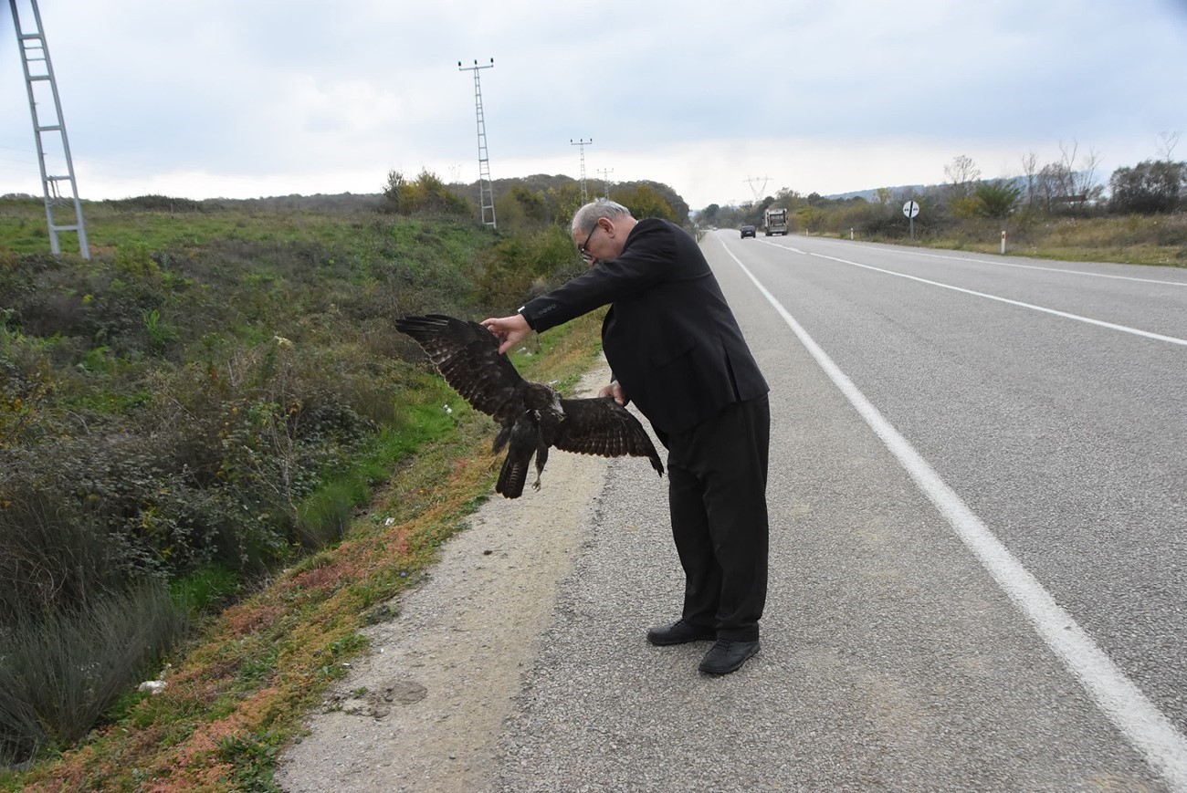 Sinop’ta otomobile çarpan atmaca telef oldu
