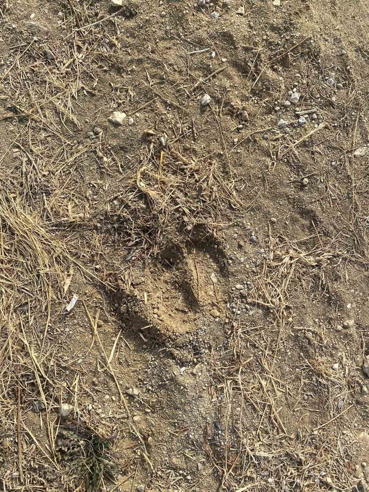 Firari inek 42 günlük kovalamacanın ardından yakalandı
