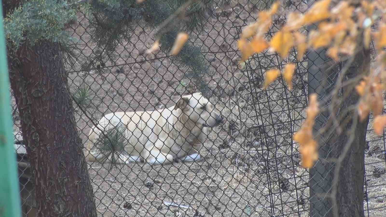 Köpeklerin saldırısına uğrayan akademisyenin mahallesinde tedirginlik
